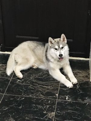 Dog Photo