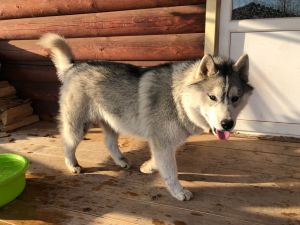 Dog Photo