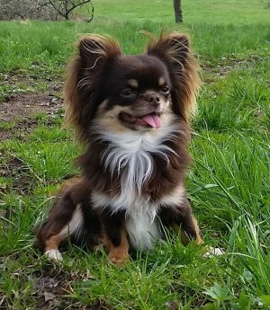 Dog Photo