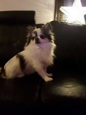 Dog Photo
