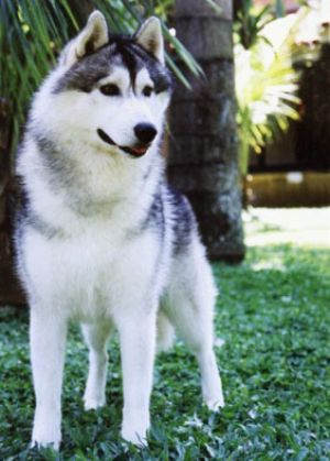 Dog Photo