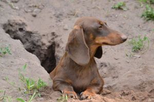 Dog Photo