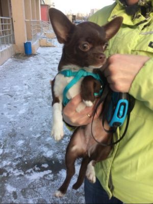 Dog Photo