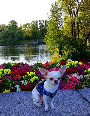Dog Photo