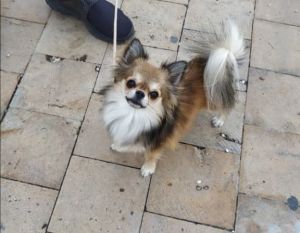 Dog Photo