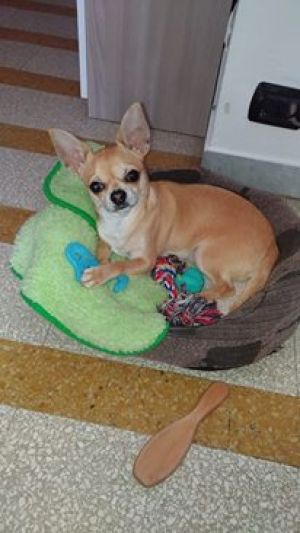 Dog Photo