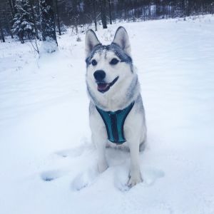 Dog Photo