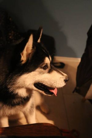 Dog Photo