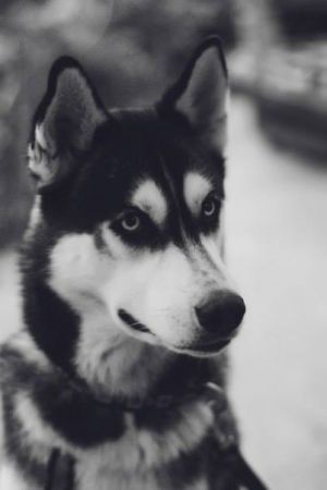 Dog Photo