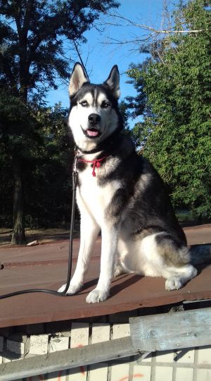 Dog Photo