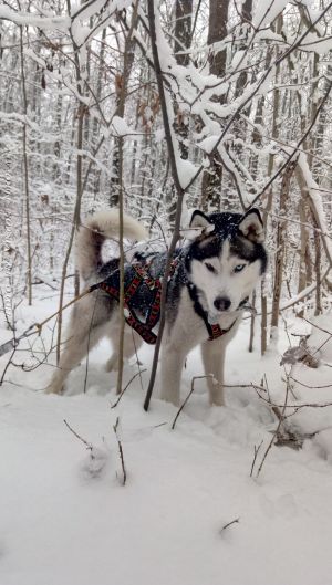 Dog Photo