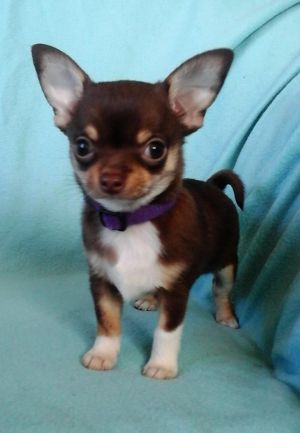 Dog Photo
