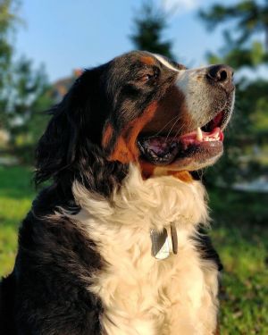 Dog Photo