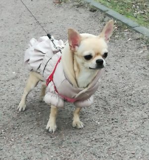 Dog Photo