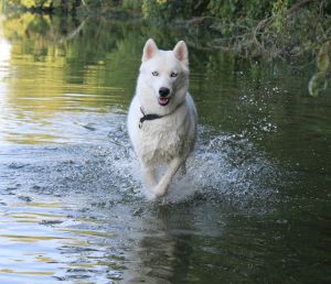 Dog Photo