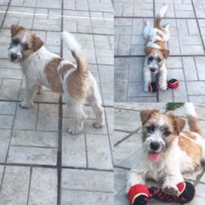 Dog Photo