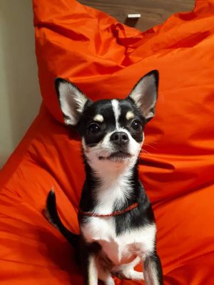 Dog Photo