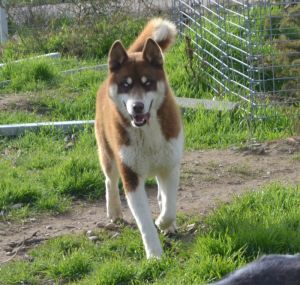 Dog Photo