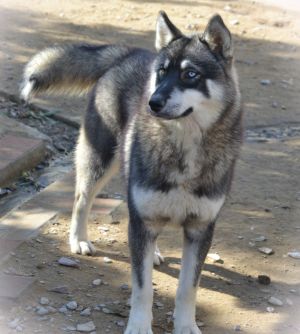 Dog Photo