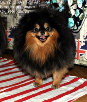 Dog Photo