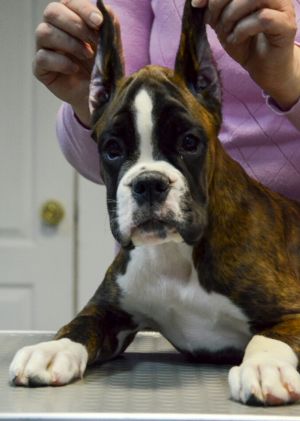 Dog Photo