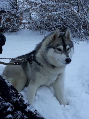 Dog Photo