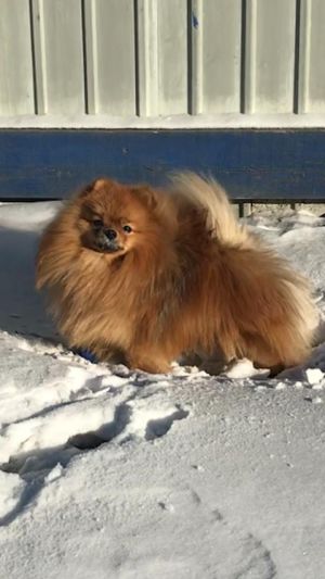 Dog Photo