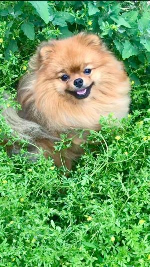 Dog Photo