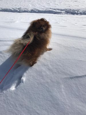 Dog Photo