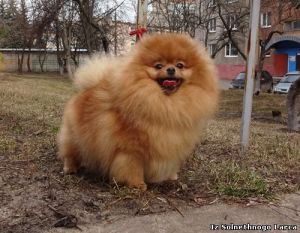 Dog Photo