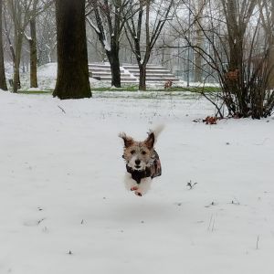 Dog Photo