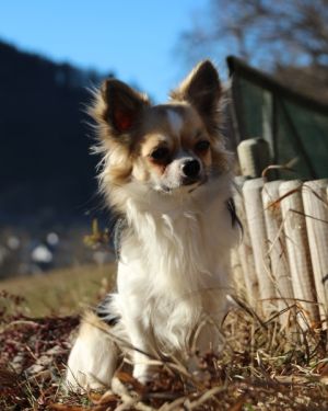 Dog Photo