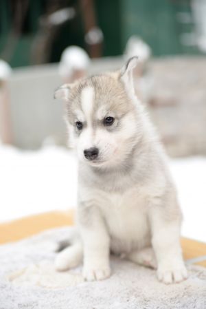 Dog Photo