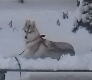 Dog Photo