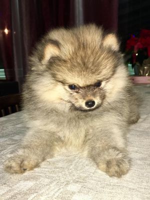 Dog Photo
