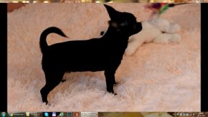 Dog Photo