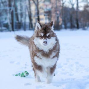 Dog Photo