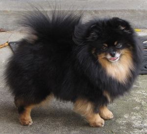 Dog Photo