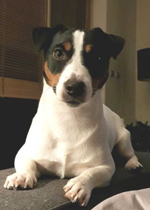 Dog Photo