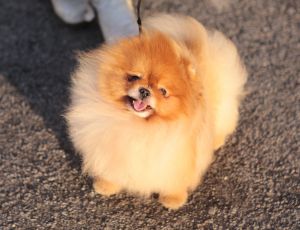 Dog Photo