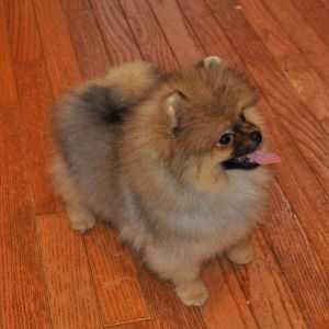 Dog Photo