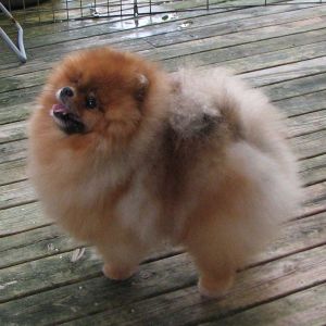 Dog Photo