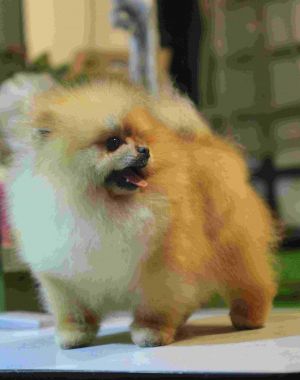 Dog Photo