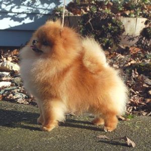 Dog Photo
