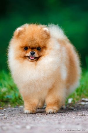 Dog Photo