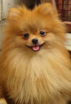 Dog Photo
