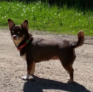 Dog Photo