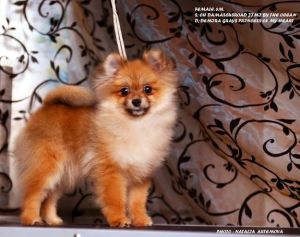 Dog Photo