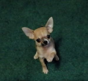 Dog Photo