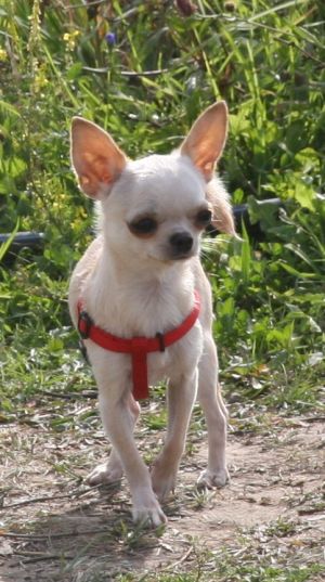 Dog Photo